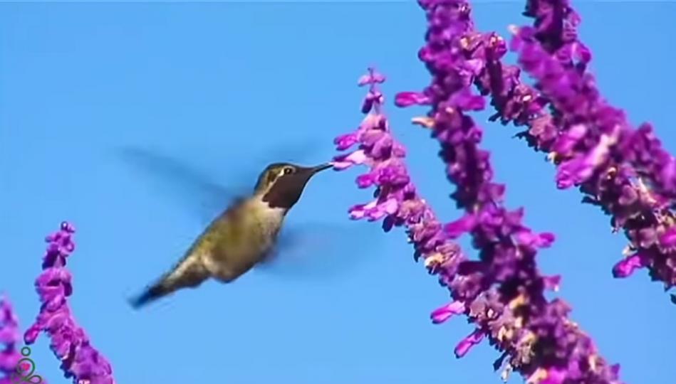 覓食的鳥兒，
朋友們午安！...