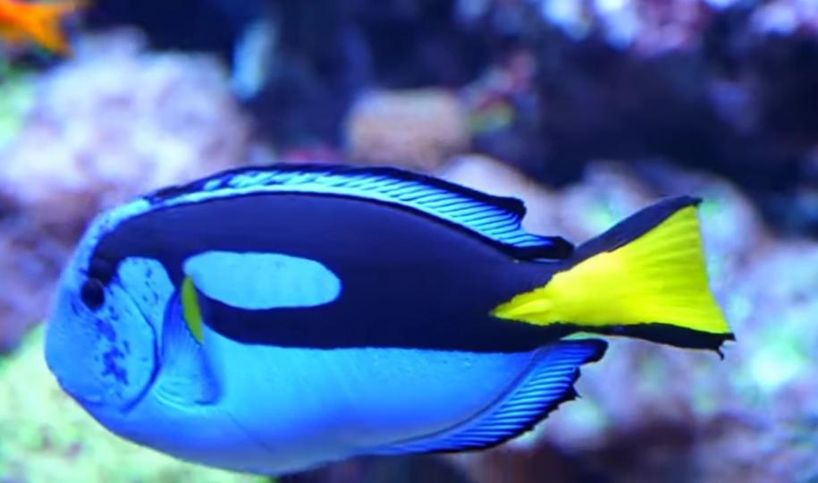 藍色的小魚兒，
清涼感覺！...