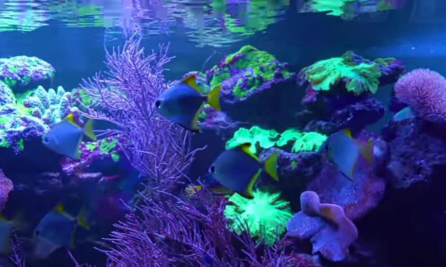 朋友晚安，
數一數，
水中有多少條
深藍色小魚？...