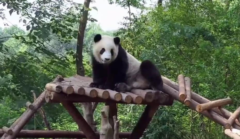 極受保護
的動物！
要愛護！...