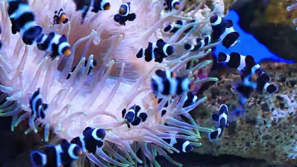 游來游去的魚群！
令人舒暢！...