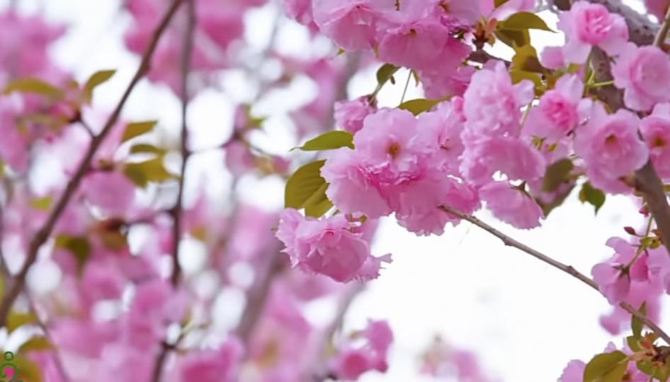 花兒朵朵開，
祝君好運來！...