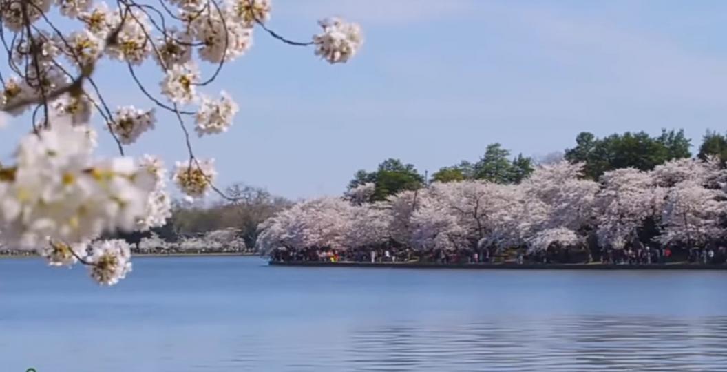 河畔的花，
祝願大家幸福安康！...