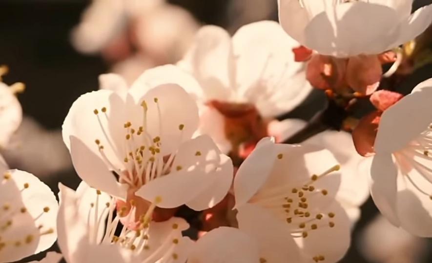 陽光明媚，
樹上花兒開滿枝！...