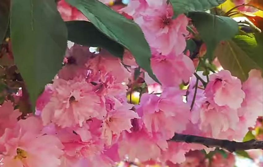 朋友們早，
祝願身體健康！...