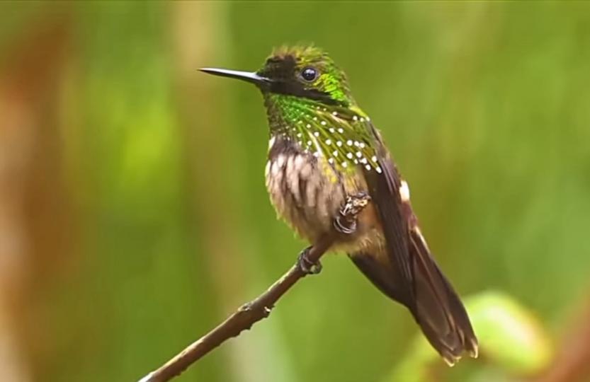 枝頭鳥兒
吱吱吱叫，
朋友午安！...