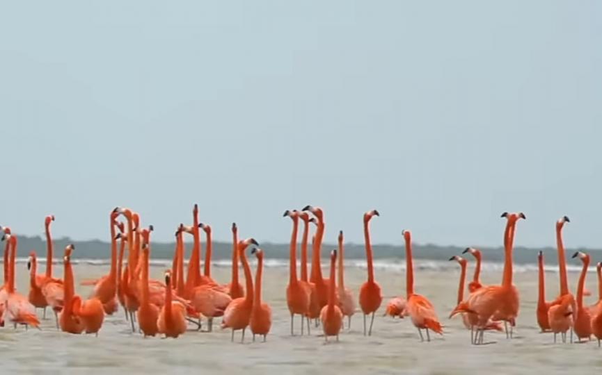 群鳥在岸邊起舞，
祝願大家身體健康！...