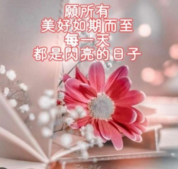 願每天都美好
閃亮！...