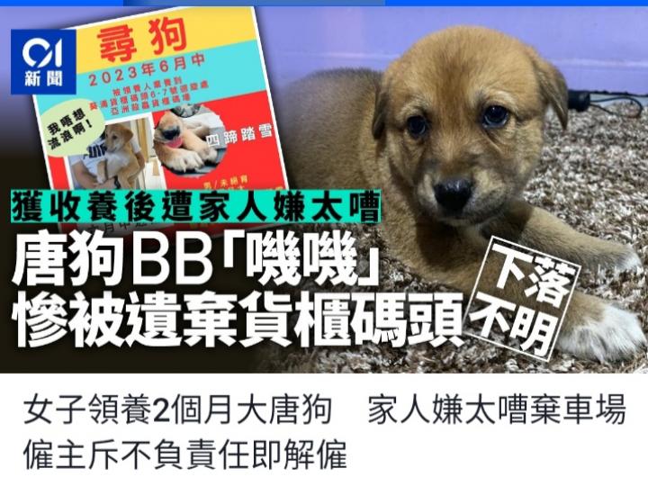 領養毛孩前
請三思....