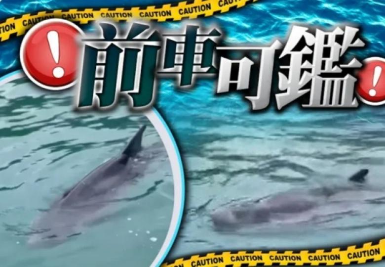 罕見侏抹香鯨現身
深水灣 專家：50年
來第4次發現...