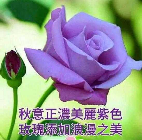 美麗紫色，
添加浪漫！...