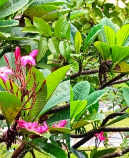 花花草草
點綴了生活！
朋友好！...