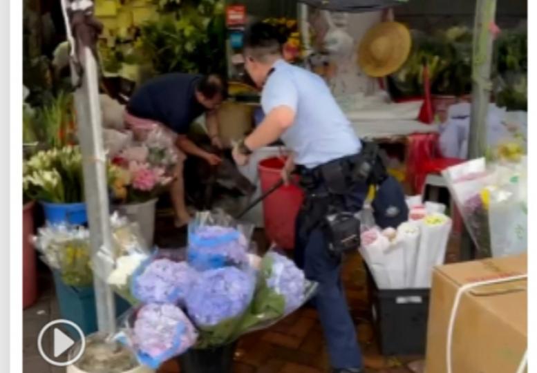 花墟有野豬出沒,　
一名花店職員報稱
被攻擊受傷....