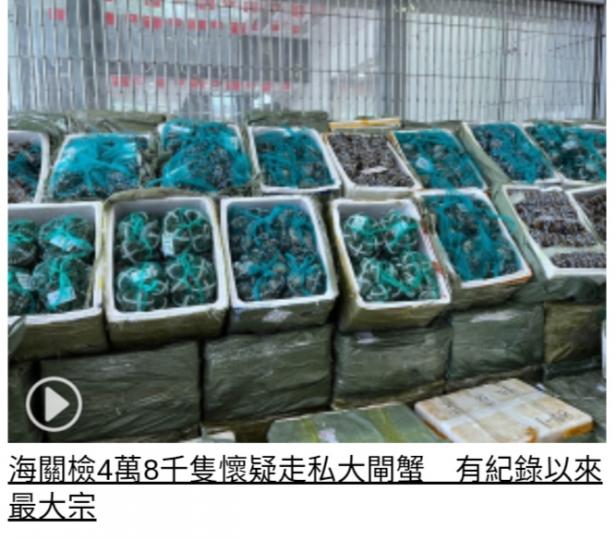 海關檢4萬8千隻
懷疑走私大閘蟹　
有紀錄以來最大宗...