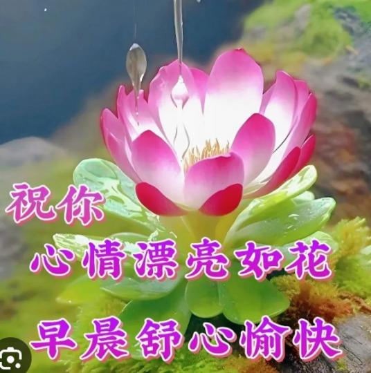 心情漂亮如花，
朋友們早！...