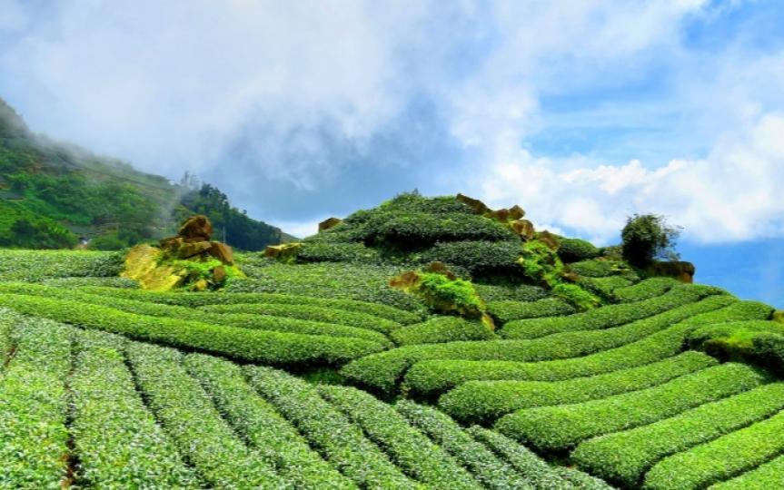 種滿了茶
的山坡，
洋溢著清香！...