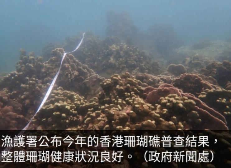學者稱本港珊
瑚韌性較佳，　
惟不可忽視全
球暖化致水溫上升。...