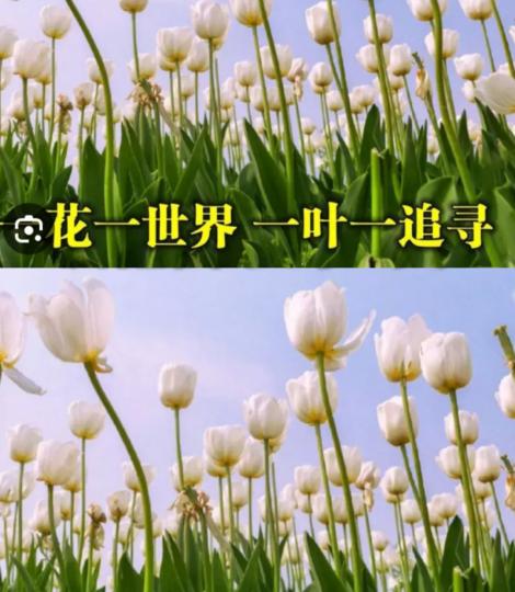 一花一世界，
一葉一追尋！...