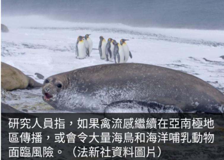 研究人員首次發
現亞南極地區哺
乳動物感染禽流感...