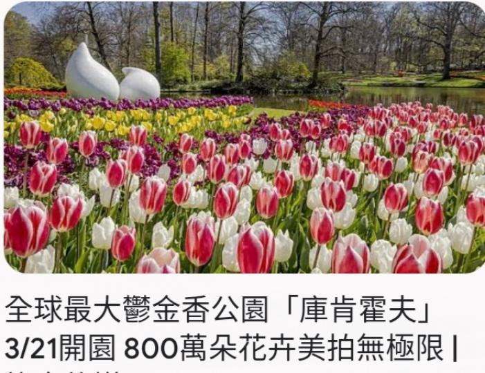 盛放鬱金香，
   吸引大家目光！...