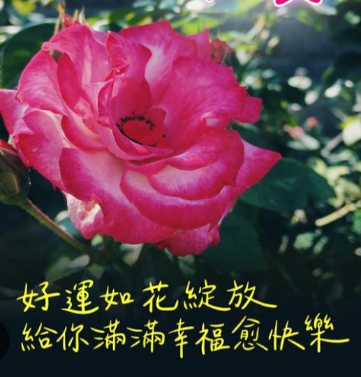 好運如花開,  
        幸福愉快！...