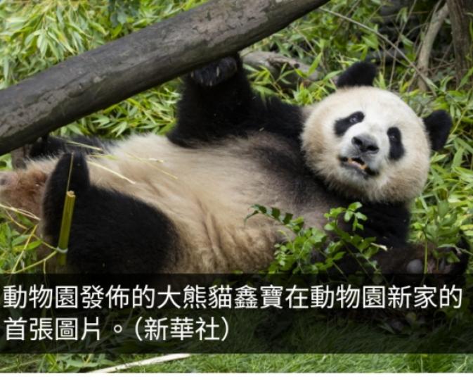 加州聖迭戈動物園：大熊貓雲川和鑫寶適應狀態良好...