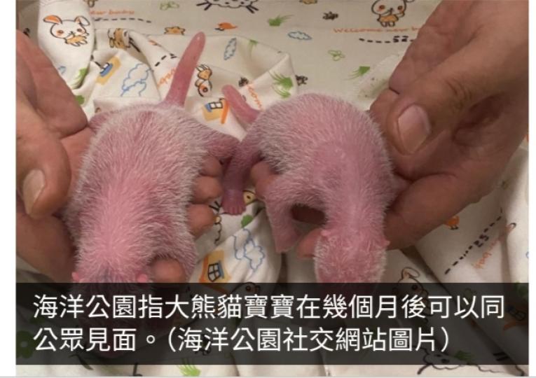 李家超指盈盈為港誕下大熊貓別具意義　楊潤雄形容香港一大喜事...