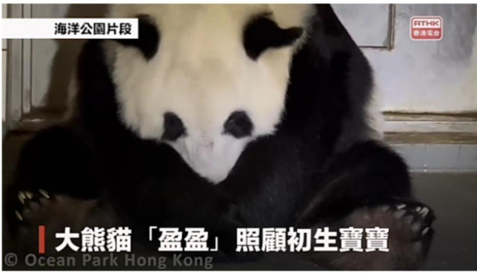 海洋公園在社交網頁發布大熊貓「盈盈」片段...