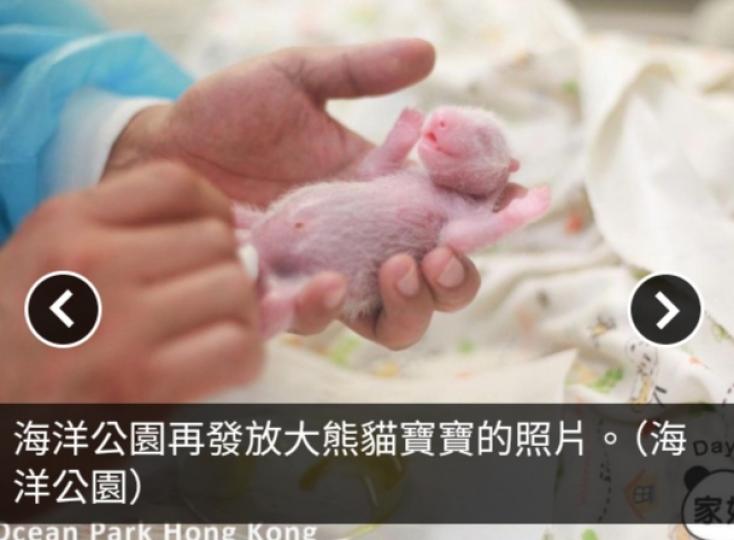 海洋公園再發放多張照片　包括護理員協助大熊貓寶寶排便...