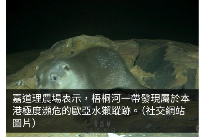上水梧桐河現歐亞水獺蹤跡　嘉道理農場籲活化人工河道及改善水質...