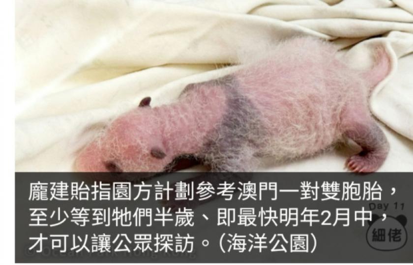 大熊貓寶寶或明年2月公開露面　園方建議探訪新到港熊貓「止癮」...