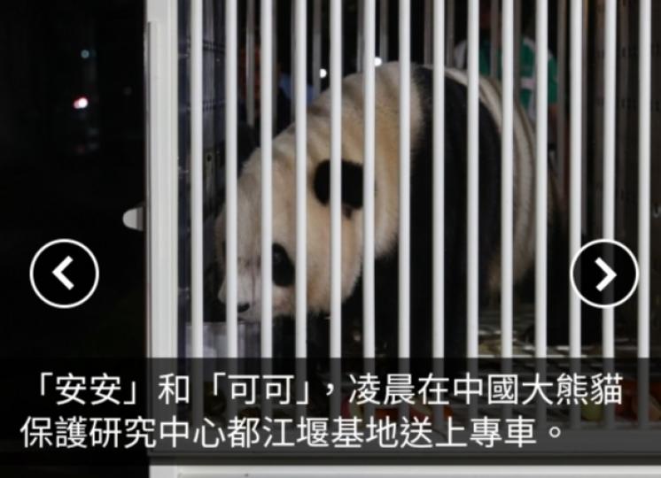 安安、可可啟程赴港　都江堰基地人員形容如送女兒遠嫁並感到不捨...