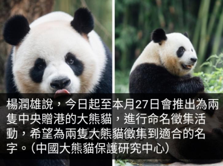 楊潤雄：即日起至本月27日進行贈港大熊貓命名徵集活動...