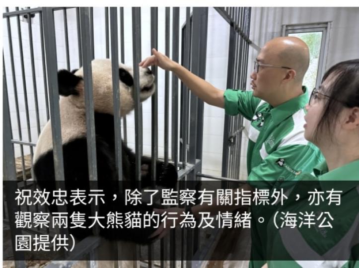 中央贈港兩隻大熊貓適應進度、食慾及排便穩定...