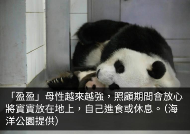 祝效忠稱大熊貓姊弟成長穩定　「盈盈」母性越來越強...