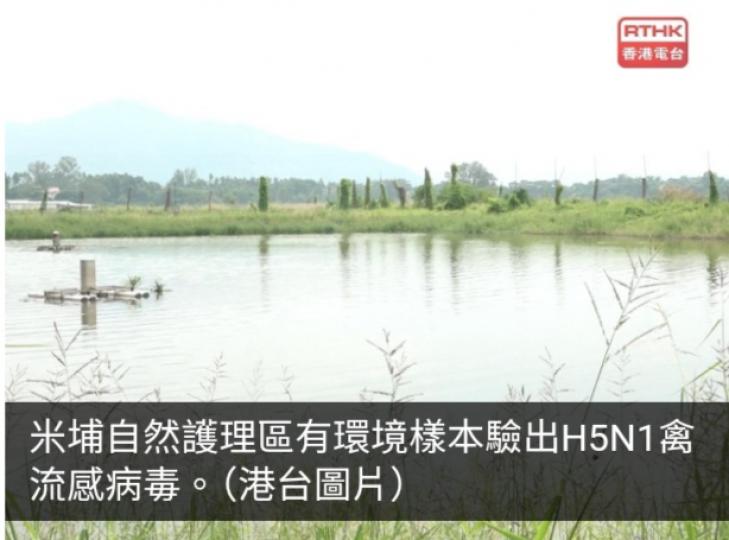米埔自然護理區有環境樣本驗出H5N1禽流感病毒...
