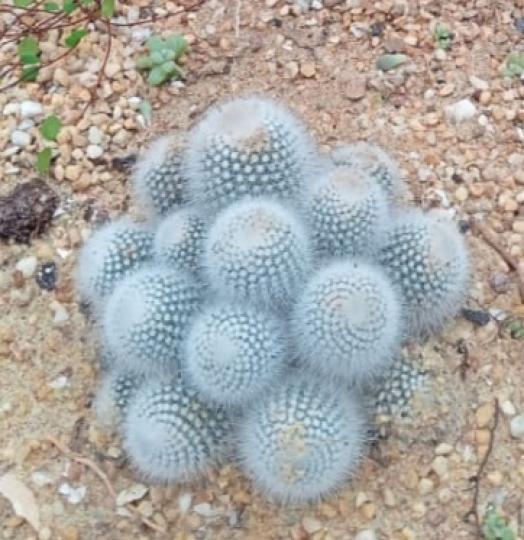 得意植物：
    吉娃娃...