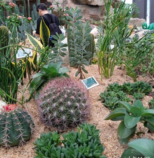 熱帶
                 植物！...
