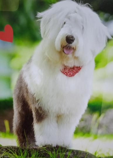 可愛
                   的狗狗！...
