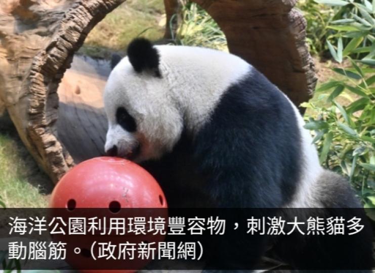 海洋公園：歡察安安可可踏入發情期　預期龍鳳胎農曆年前後亮相...
