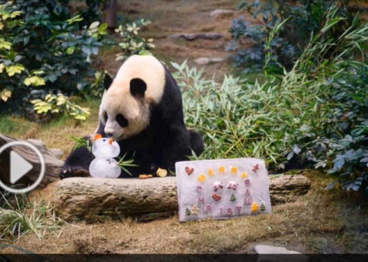 安安可可首次在港過聖誕　海洋公園為牠們製作可食用聖誕咭...