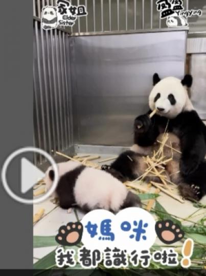 海洋公園：大熊貓龍鳳胎「家姐」學爬行　步姿漸見純熟...