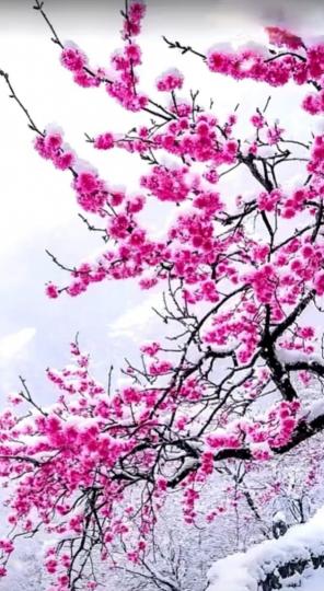 吉祥,
                 安康！...