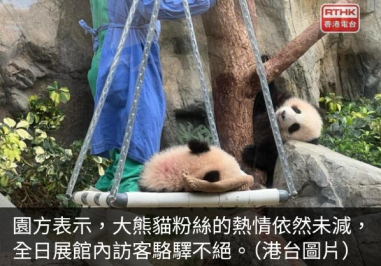 海洋公園估計今日有近4000人次探訪大熊貓龍鳳胎...