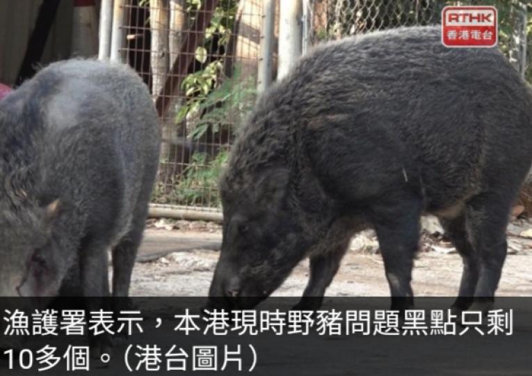 漁護署：正在金山郊野公園試行人工智能閉路電視監察野豬出沒情況...