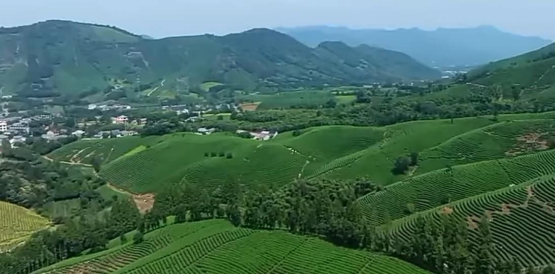 翠綠一片
             美景無限！...