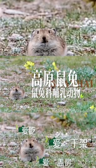 高原
                 鼠兔...