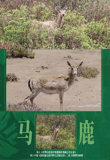 馬鹿
                是馬？ 是鹿？...