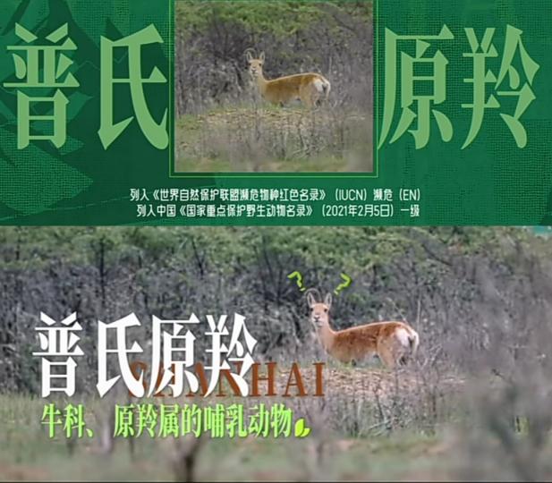 普氏
                     原羚！...
