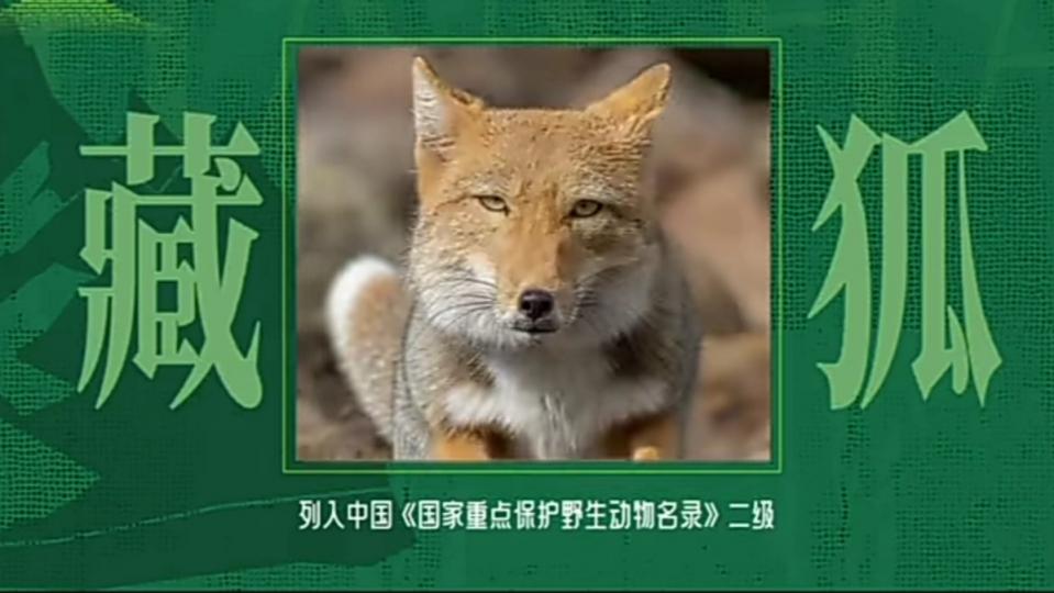 藏
                              狐！...